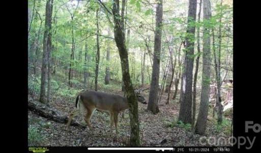 Photo #16 of Hwy 215, Blair, SC