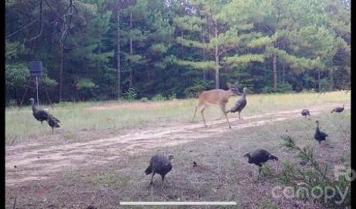 Photo #13 of Hwy 215, Blair, SC