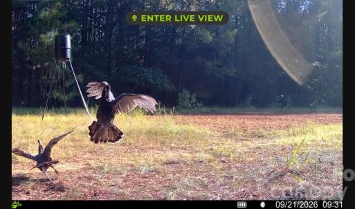 Photo #19 of Hwy 215, Blair, SC