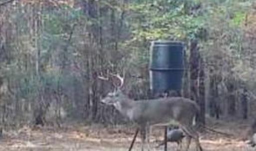 Photo #18 of Hwy 215, Blair, SC
