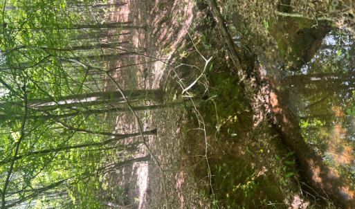 Photo #24 of TBD NC HWY 109, Wadesboro, NC