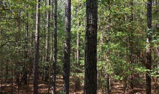 Photo #19 of TBD NC HWY 109, Wadesboro, NC