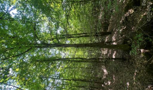 Photo #23 of TBD NC HWY 109, Wadesboro, NC