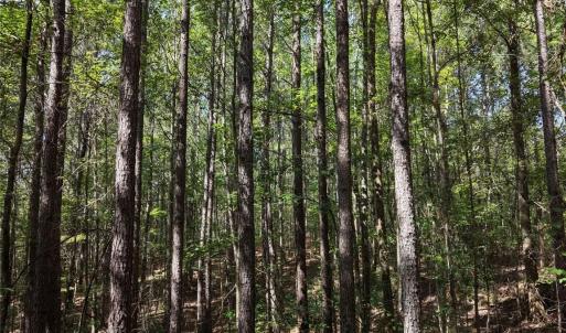 Photo #22 of TBD NC HWY 109, Wadesboro, NC