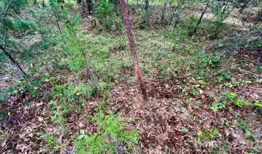 Photo #24 of St Martin, Albemarle, NC
