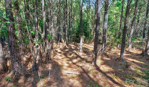 Photo #14 of Narrow Bridge, Chester, SC