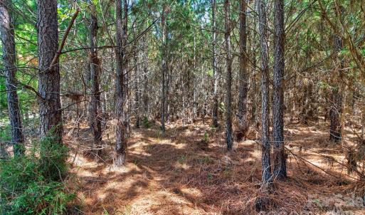 Photo #13 of Narrow Bridge, Chester, SC