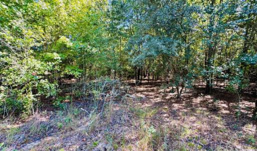 Photo #2 of Lot 167 Brangus, Cheraw, SC