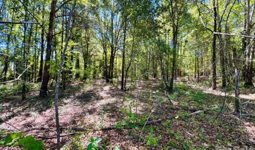 Photo #4 of Lot 166 Brangus, Cheraw, SC