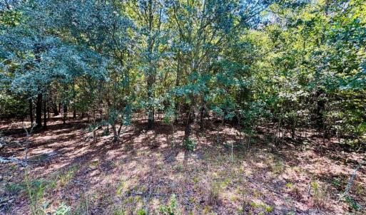 Photo #1 of Lot 166 Brangus, Cheraw, SC