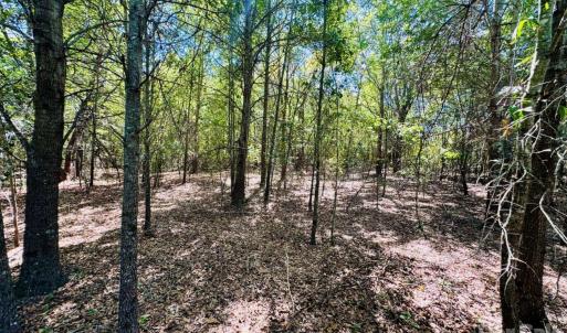 Photo #3 of Lot 166 Brangus, Cheraw, SC