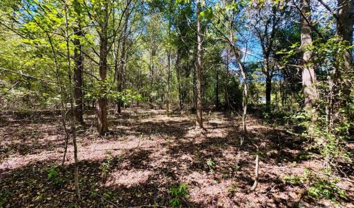 Photo #5 of Lot 166 Brangus, Cheraw, SC