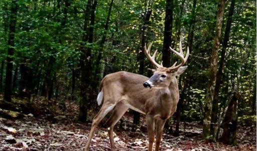 Photo #2 of 4079 Jefferson Davis, Bethune, SC