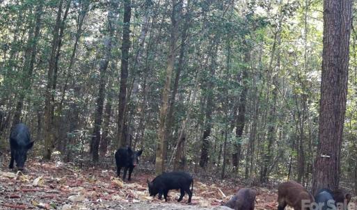 Photo #4 of 4079 Jefferson Davis, Bethune, SC