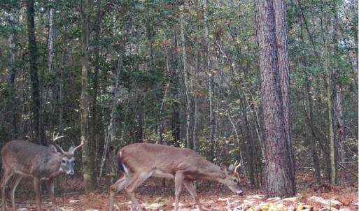 Photo #3 of 4079 Jefferson Davis, Bethune, SC
