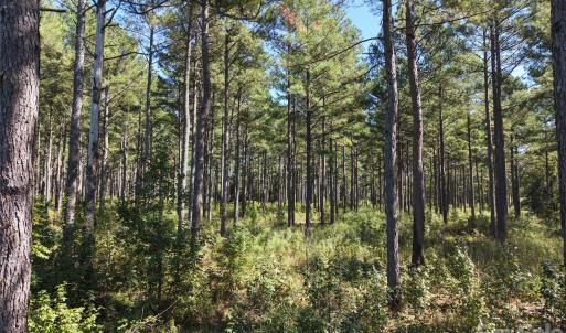 Photo #5 of 393 Red Hill, Wadesboro, NC