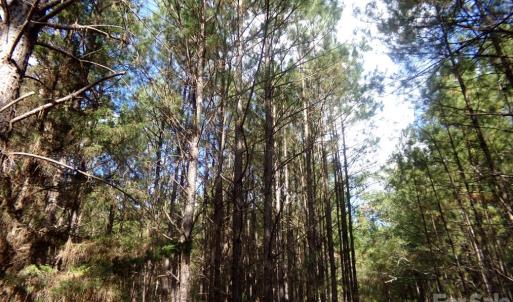 Photo #6 of 60 Ac Armenia, Chester, SC