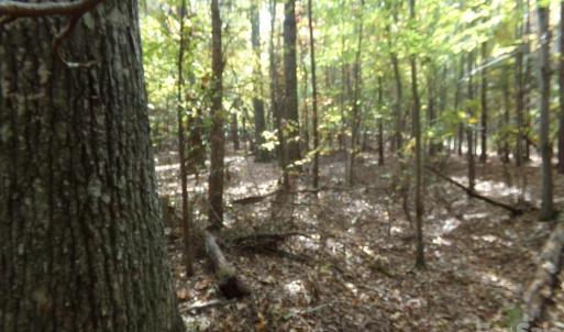 Photo #9 of 60 Ac Armenia, Chester, SC