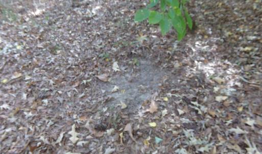 Photo #26 of 60 Ac Armenia, Chester, SC