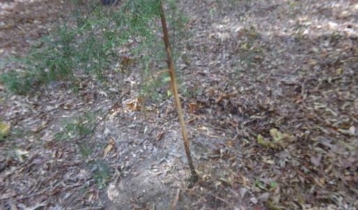 Photo #10 of 60 Ac Armenia, Chester, SC