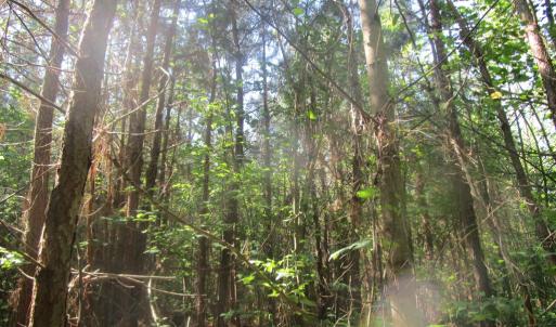 Photo #2 of 40 Lunenburg County Road, Victoria, VA 60.0 acres