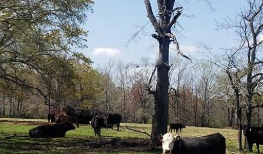 Photo #17 of 716 Augusta, Edgefield, SC 30.3 acres