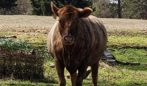 Photo #2 of 716 Augusta, Edgefield, SC 30.3 acres