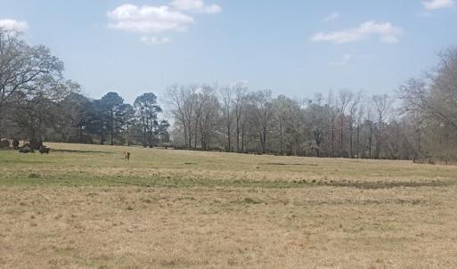 Photo #10 of 716 Augusta, Edgefield, SC 30.3 acres