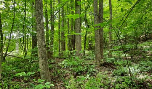 Photo #9 of Chappell Trail, Vernon Hill, VA 83.7 acres