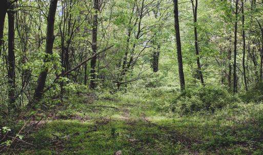Photo #20 of 1435 Brewster Hollow Road, Bandy, VA 756.0 acres