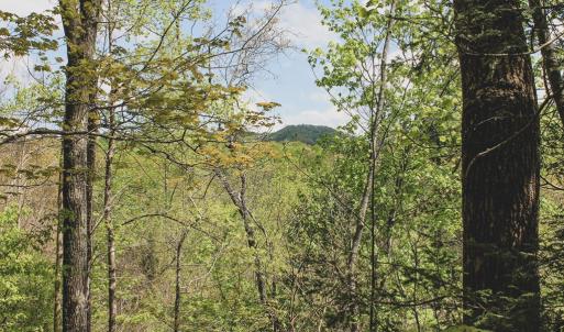 Photo #23 of 1435 Brewster Hollow Road, Bandy, VA 756.0 acres