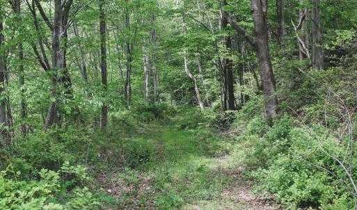 Photo #24 of 1435 Brewster Hollow Road, Bandy, VA 756.0 acres