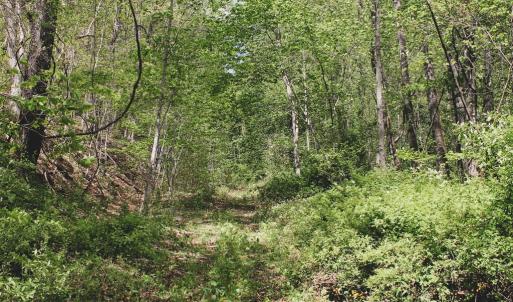 Photo #25 of 1435 Brewster Hollow Road, Bandy, VA 756.0 acres