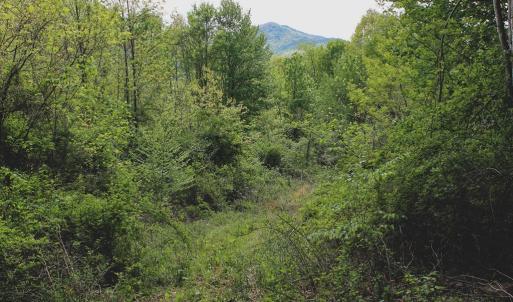 Photo #29 of 1435 Brewster Hollow Road, Bandy, VA 756.0 acres