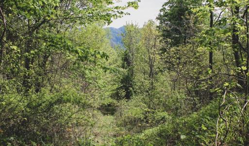 Photo #34 of 1435 Brewster Hollow Road, Bandy, VA 756.0 acres