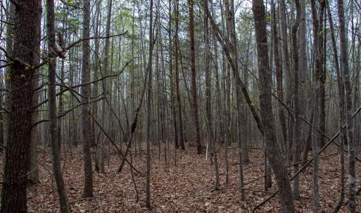 Photo #20 of OFF Owens Mill Rd, Nathalie, VA 44.8 acres