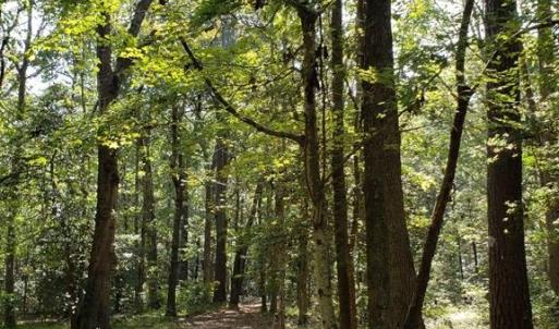 Photo #3 of Lot 8 WELLINGTON NECK RD, FRANKTOWN, VA 1.3 acres