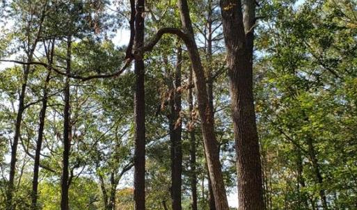 Photo #5 of Lot 8 WELLINGTON NECK RD, FRANKTOWN, VA 1.3 acres