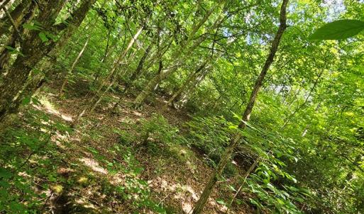 Photo #2 of 602 Longview DR, Kenbridge, VA 109.7 acres