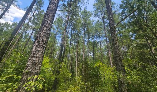 Photo #4 of 602 Longview DR, Kenbridge, VA 109.7 acres