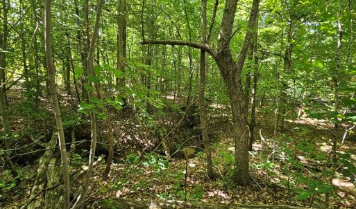 Photo #11 of 721 Ashcake RD, Scottsburg, VA 38.9 acres