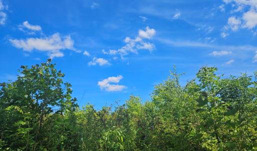 Photo #8 of 721 Ashcake RD, Scottsburg, VA 38.9 acres