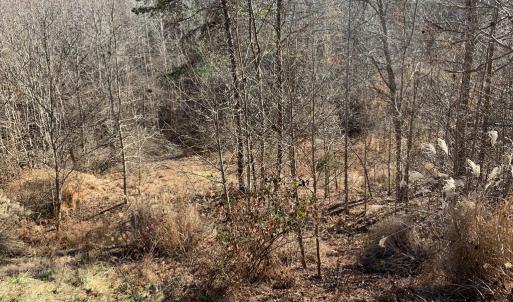 Photo #12 of 662 Birch Elmo Rd, South Boston, VA 5.7 acres