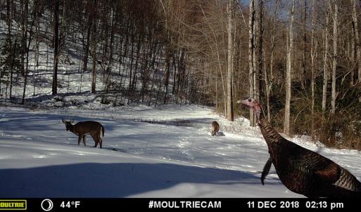 Photo #39 of Fire Trail Lane, Stuart, VA 585.0 acres