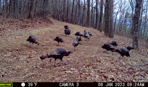 Photo #5 of Fire Trail Lane, Stuart, VA 585.0 acres