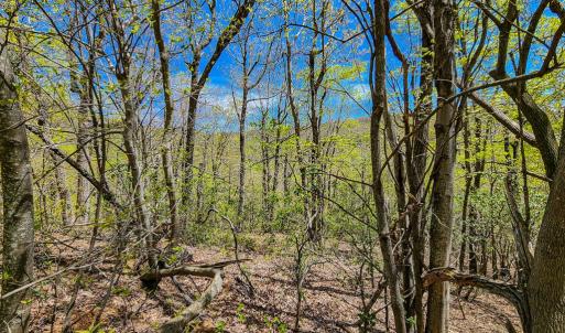 Photo #55 of Fire Trail Lane, Stuart, VA 585.0 acres