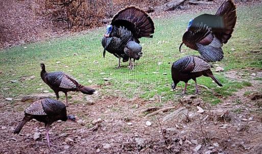Photo #71 of Fire Trail Lane, Stuart, VA 585.0 acres