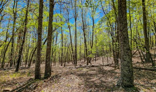 Photo #75 of Fire Trail Lane, Stuart, VA 585.0 acres