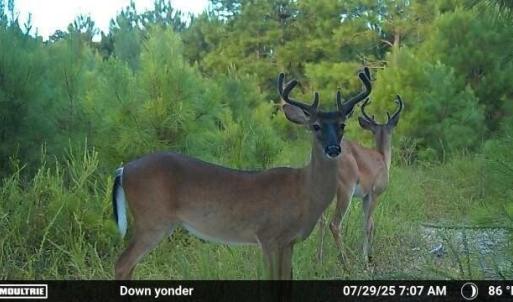 Trail Cam