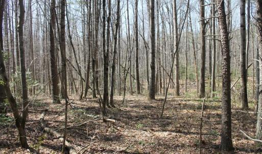 Photo #9 of SOLD property in UNION CHURCH RD, SUMERDUCK, VA 28.6 acres